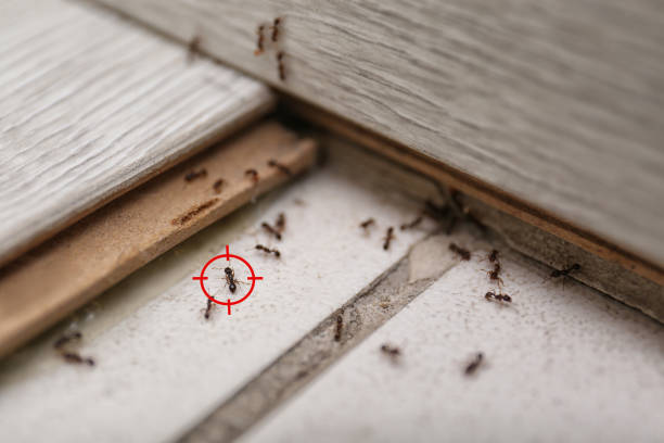 Best Pest Inspection Near Me  in Eden, NC