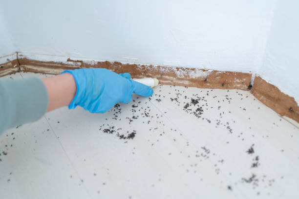Reliable Eden, NC Pest Control Solutions
